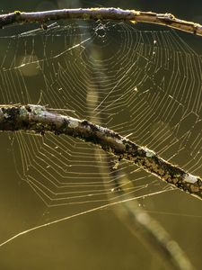 Preview wallpaper cobweb, branches, macro, blur