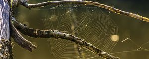 Preview wallpaper cobweb, branches, macro, blur