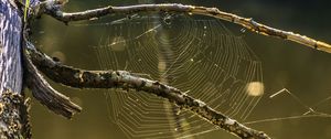 Preview wallpaper cobweb, branches, macro, blur