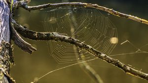 Preview wallpaper cobweb, branches, macro, blur