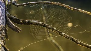 Preview wallpaper cobweb, branches, macro, blur