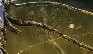 Preview wallpaper cobweb, branches, macro, blur