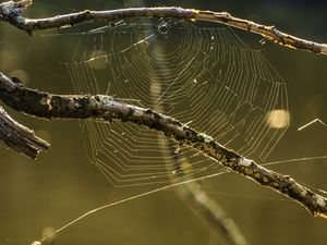 Preview wallpaper cobweb, branches, macro, blur