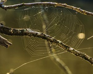 Preview wallpaper cobweb, branches, macro, blur