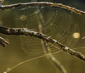 Preview wallpaper cobweb, branches, macro, blur