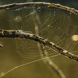 Preview wallpaper cobweb, branches, macro, blur