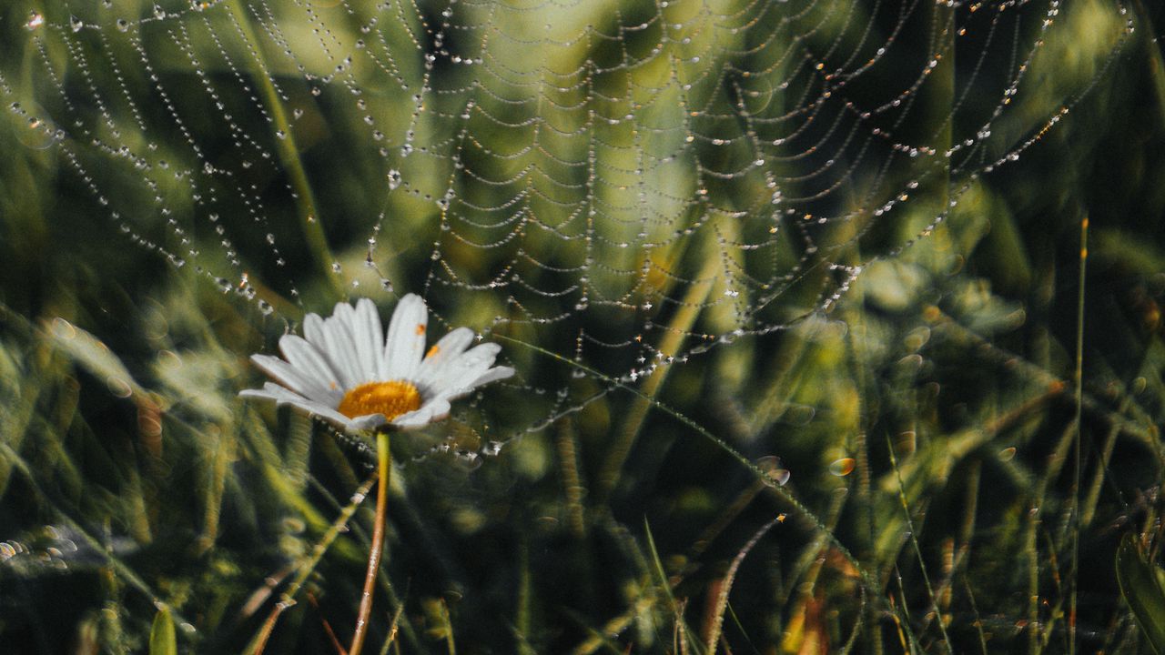 Wallpaper cobweb, chamomile, drops, dew, grass