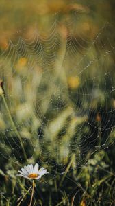 Preview wallpaper cobweb, chamomile, drops, dew, grass