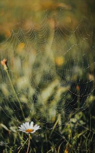 Preview wallpaper cobweb, chamomile, drops, dew, grass