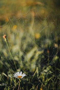 Preview wallpaper cobweb, chamomile, drops, dew, grass