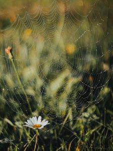 Preview wallpaper cobweb, chamomile, drops, dew, grass