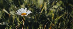 Preview wallpaper cobweb, chamomile, drops, dew, grass