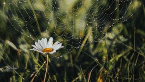 Preview wallpaper cobweb, chamomile, drops, dew, grass