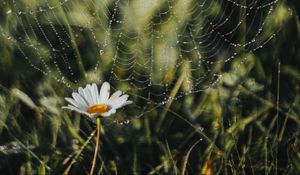 Preview wallpaper cobweb, chamomile, drops, dew, grass