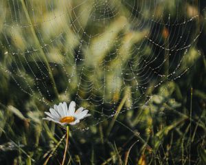 Preview wallpaper cobweb, chamomile, drops, dew, grass