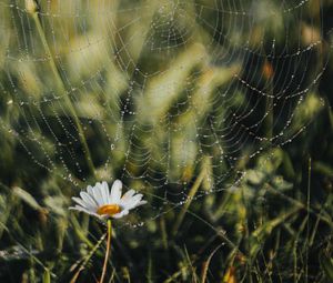 Preview wallpaper cobweb, chamomile, drops, dew, grass