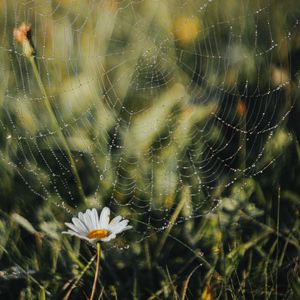 Preview wallpaper cobweb, chamomile, drops, dew, grass