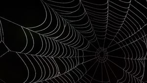 Preview wallpaper cobweb, darkness, macro, black