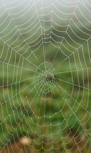 Preview wallpaper cobweb, dew, drops, macro, wet