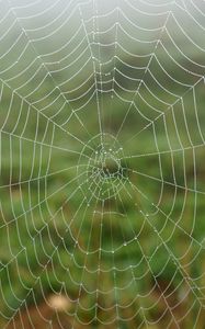 Preview wallpaper cobweb, dew, drops, macro, wet