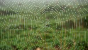 Preview wallpaper cobweb, dew, drops, macro, wet