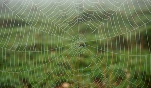 Preview wallpaper cobweb, dew, drops, macro, wet