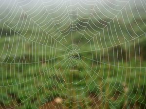 Preview wallpaper cobweb, dew, drops, macro, wet