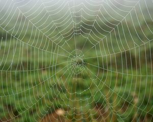 Preview wallpaper cobweb, dew, drops, macro, wet