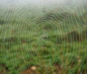 Preview wallpaper cobweb, dew, drops, macro, wet