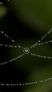 Preview wallpaper cobweb, drops, blur, macro