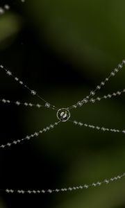 Preview wallpaper cobweb, drops, blur, macro