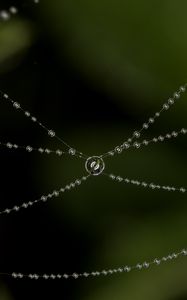 Preview wallpaper cobweb, drops, blur, macro