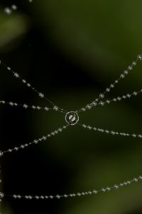 Preview wallpaper cobweb, drops, blur, macro