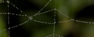 Preview wallpaper cobweb, drops, blur, macro