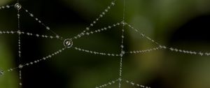 Preview wallpaper cobweb, drops, blur, macro