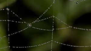 Preview wallpaper cobweb, drops, blur, macro