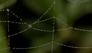 Preview wallpaper cobweb, drops, blur, macro