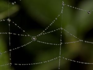 Preview wallpaper cobweb, drops, blur, macro