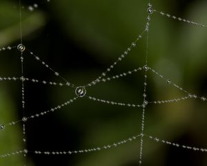 Preview wallpaper cobweb, drops, blur, macro