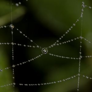 Preview wallpaper cobweb, drops, blur, macro