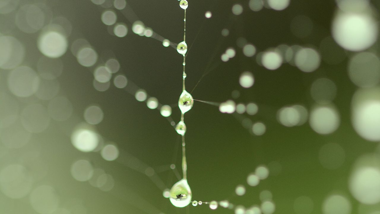 Wallpaper cobweb, drops, blur, green, macro