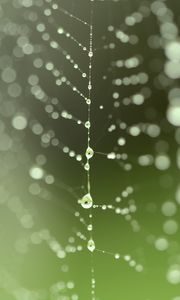 Preview wallpaper cobweb, drops, blur, green, macro