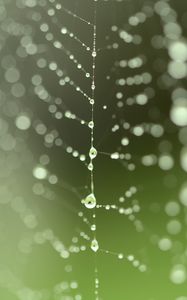 Preview wallpaper cobweb, drops, blur, green, macro