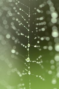 Preview wallpaper cobweb, drops, blur, green, macro