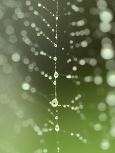 Preview wallpaper cobweb, drops, blur, green, macro