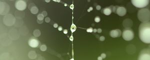 Preview wallpaper cobweb, drops, blur, green, macro