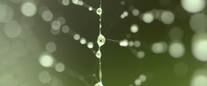 Preview wallpaper cobweb, drops, blur, green, macro