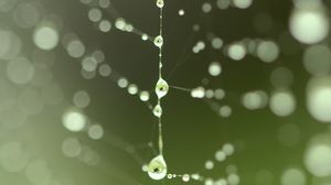 Preview wallpaper cobweb, drops, blur, green, macro