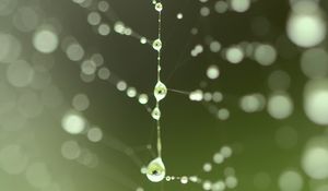 Preview wallpaper cobweb, drops, blur, green, macro