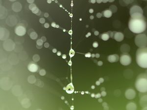 Preview wallpaper cobweb, drops, blur, green, macro